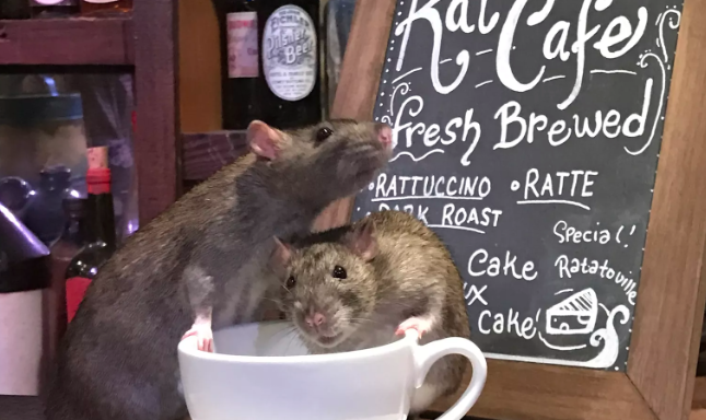 Кофе За 50 Долларов В Окружении Крыс