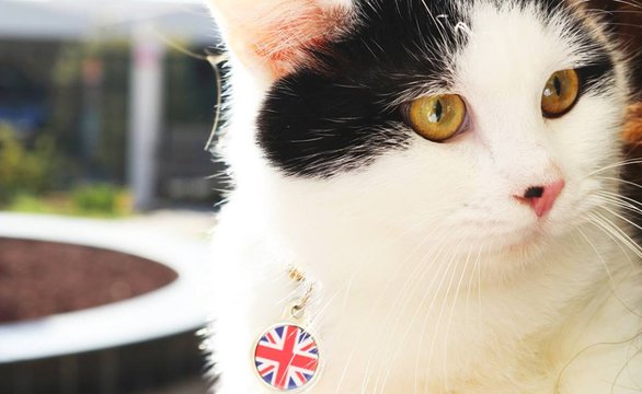 Бездомного кота выбрали «дипломатом» британского посольства в Иордании 