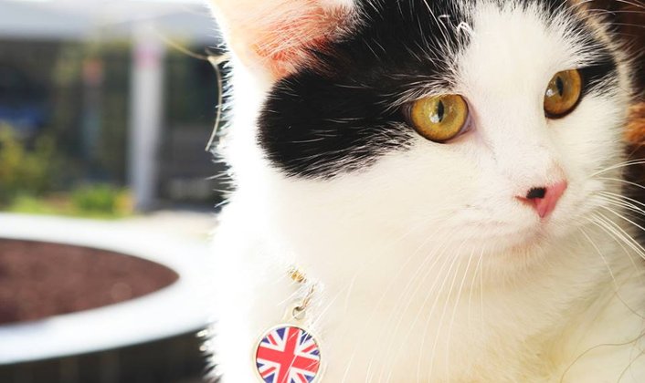 Бездомного Кота Выбрали «Дипломатом» Британского Посольства В Иордании 