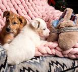 Собаки из приюта снялись в рождественской кампании Marque Space