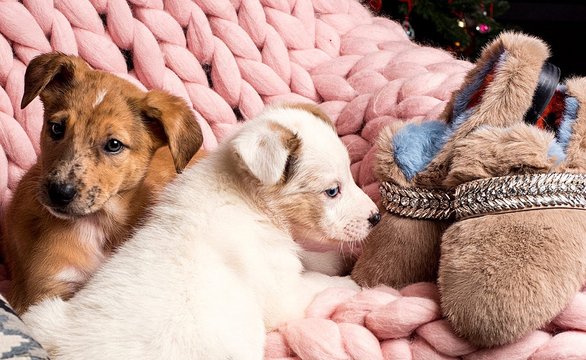 Собаки из приюта снялись в рождественской кампании Marque Space